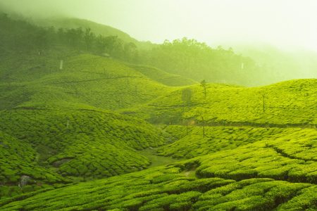 Munnar’s Mist: A Tour of Kerala’s Hill Station