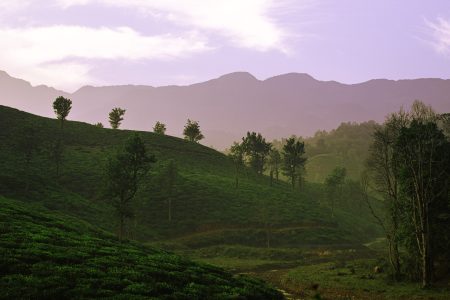 Wayanad Bliss: Explore the Serene Beauty